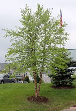 River Birch, Betula nigra – Wisconsin Horticulture