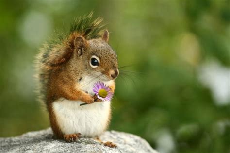 Squirrel holding a flower - Teh Cute