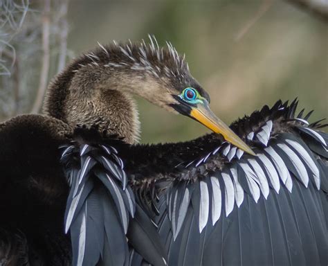 Female Anhinga Showing off in The Villages, FL - Villages-News.com