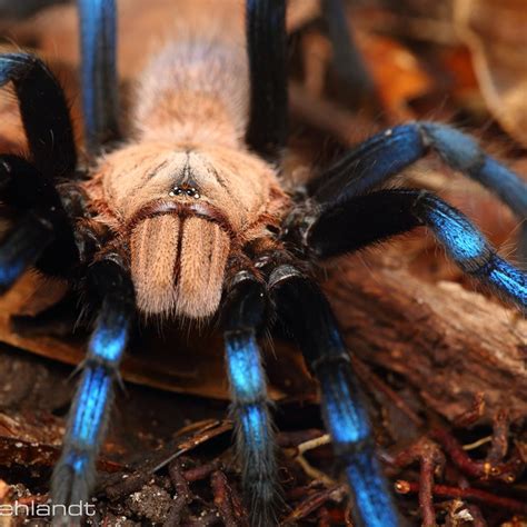 Spider Shoppe - Tarantulas for sale