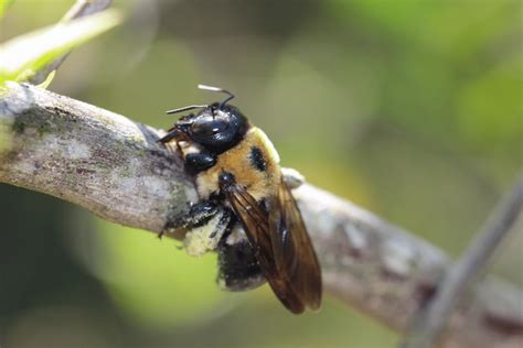 Everything You Need To Know About The Carpenter Bee