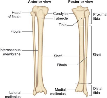 Proximal Tibia Anatomy