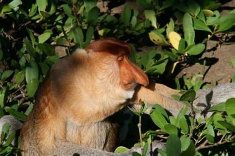 Proboscis Monkey Facts | Top 10 Interesting Facts about Proboscis Monkey