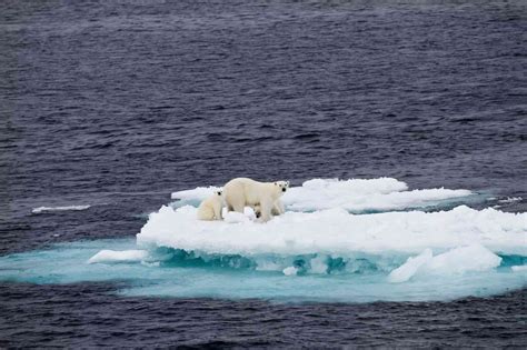 Stop Oil and Gas from Pushing Polar Bears to the Edge of Extinction ...