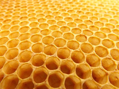 Free Images : pattern, pollen, invertebrate, design, honeycomb, beehive, honey bee, beekeeping ...