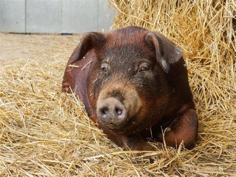 10 Best Pig Breeds for Meat