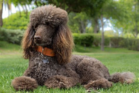 Cane Corso Poodle Mix – Are They Hypoallergenic? (What To Expect)