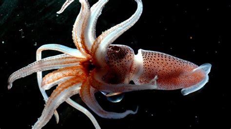 10 Incredibly Strange Cephalopods - YouTube