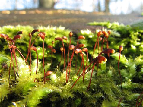 Bryophyta (True Mosses) — The Biology Primer