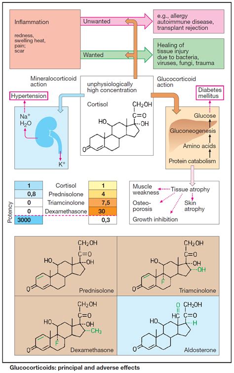 Glucocorticoid Therapy - Principal and Adverse Effects - Manual of Medicine