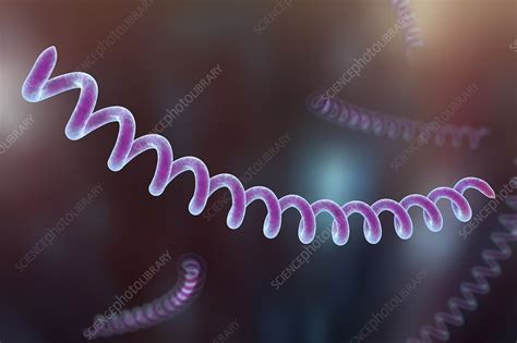 Syphilis bacteria, illustration - Stock Image - F012/8803 - Science ...