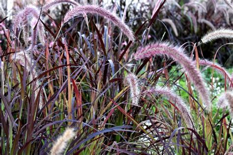 Best drought tolerant ornamental grasses - Dear Plants