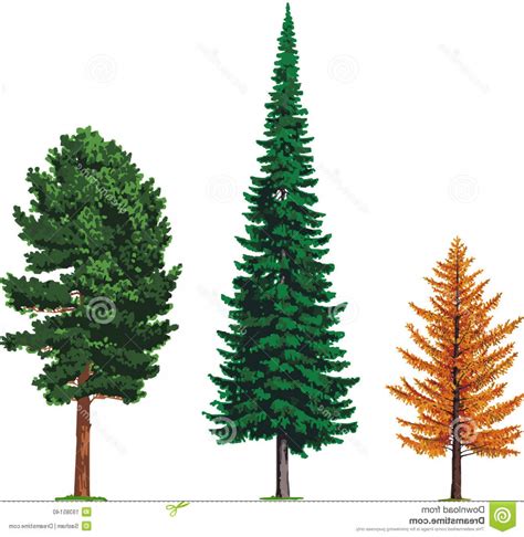 Cedar Tree Vector at GetDrawings | Free download