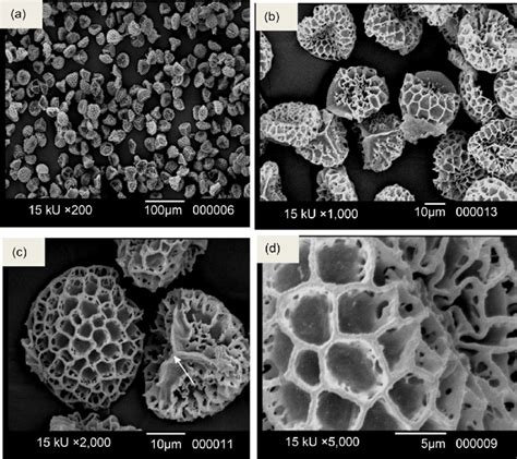 (a)-(d) SEM image of empty sporopollenin exines from Lycopodium... | Download Scientific Diagram