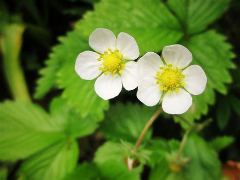 Wild Strawberry flowers | (177/366) Plenty of wild Strawberr… | Flickr