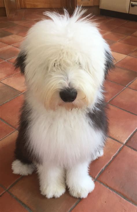 Old English Sheep Dog. Fluffy Dogs, Fluffy Animals, Animals And Pets, Cute Dogs And Puppies, I ...