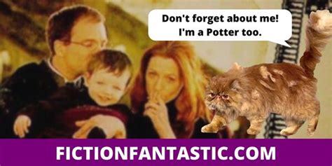 13 Weird Facts About Crookshanks (Harry Potter Character) – Fiction Fantastic