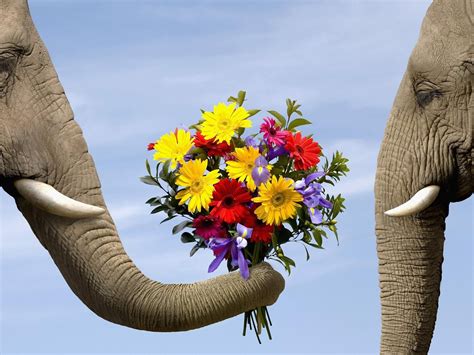 elephant animals flowers Wallpapers HD / Desktop and Mobile Backgrounds