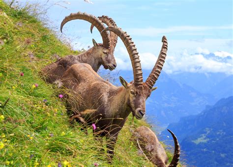 Alpine Ibex Facts, Distribution, Diet, Adaptations, Pictures