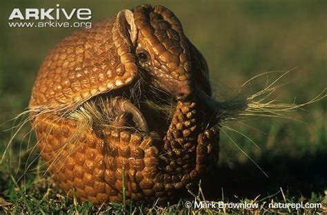 Brazilian three banded armadillo - Alchetron, the free social encyclopedia