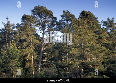 Monterey Pine Tree forest Cambria California Stock Photo - Alamy