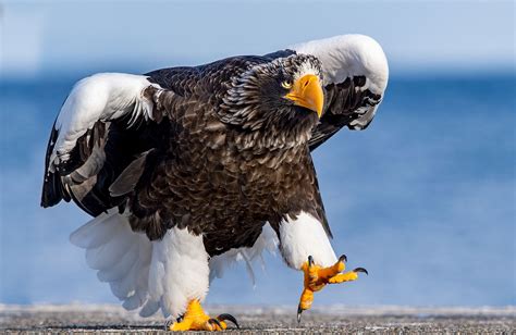 Top 5 Fastest Eagle Species in the World - Pro Animal Guide