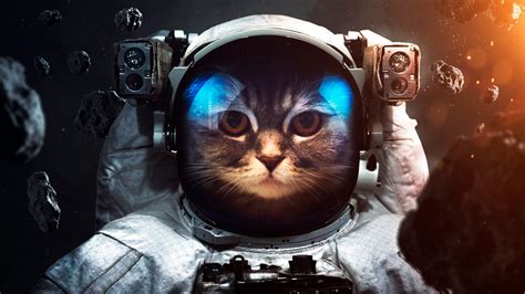 Space suit Wallpaper 4K, Cat, Asteroids, Astronaut, Stars