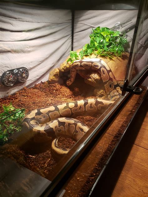 My Son's Pet Snake, And How I Learned To Love A Reptile