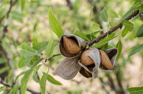 Harvesting Black Walnuts: Worth All the Hard Work! - Garden.eco