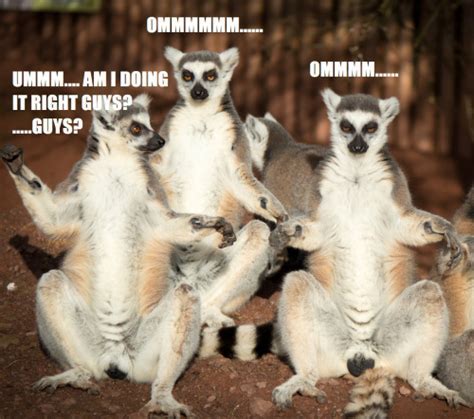 Lemur Memes