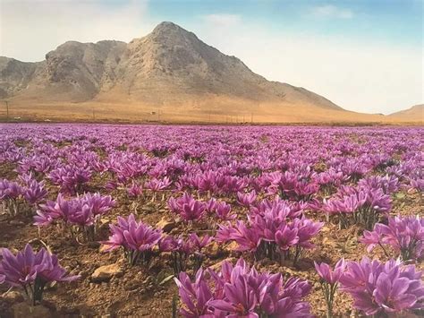Iran’s saffron farming system wins FAO world heritage status - Tehran Times