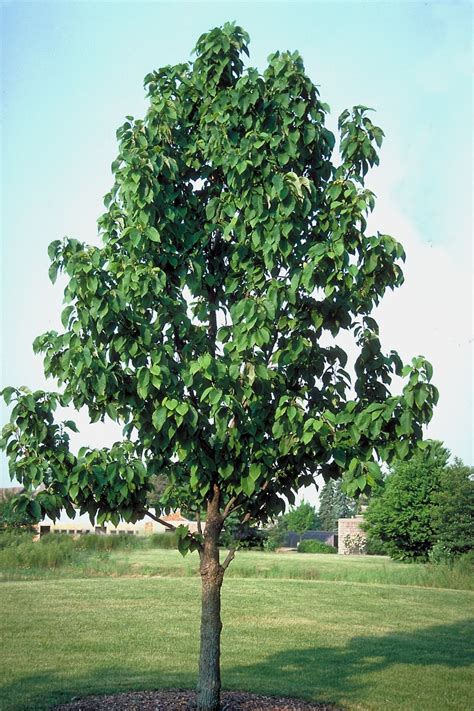 Magnolia Acuminata Cucumber Tree | SiteOne