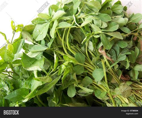 FENUGREEK LEAVES Image & Photo (Free Trial) | Bigstock