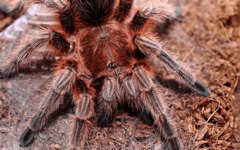 Chilean fire tarantula Chilean Rose Hair Tarantula – Grammostola rosea - HappyForestStore