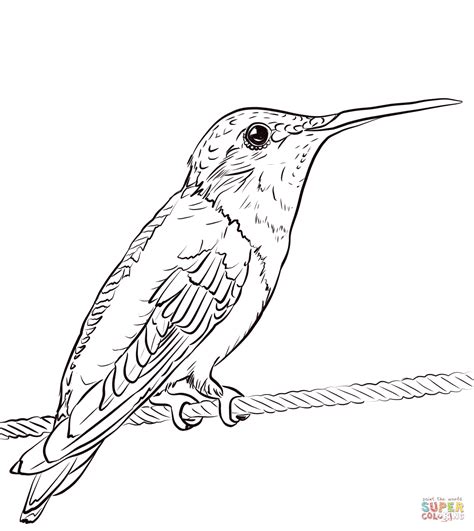 Ruby-throated Hummingbird coloring page | Free Printable Coloring Pages