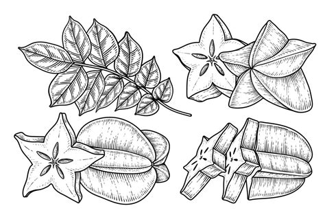 Set of star fruit or Carambola fruit hand drawn elements botanical illustration 2013456 Vector ...