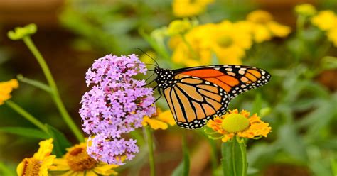 Ranchlands: An untapped reservoir of monarch butterfly habitat