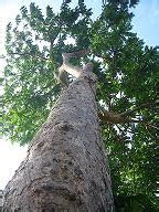 Philippine Native Forest Trees: Lamio (Dracontomelon Edule) the cousin of Dao.