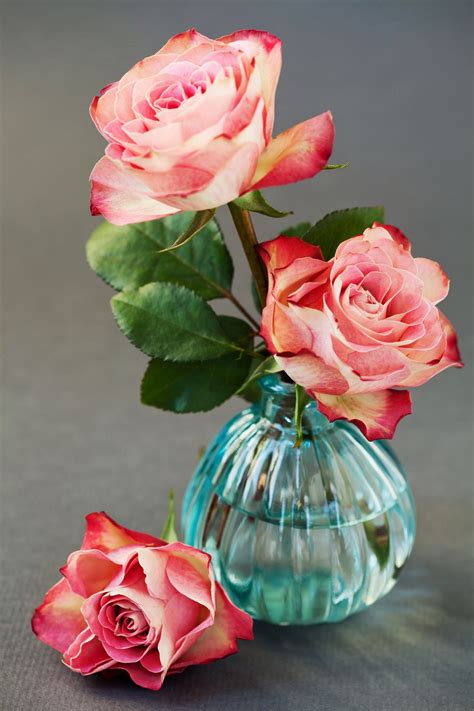 Roses in vase - Three pink roses in vase on grey background | Beautiful flowers images, Vase, Rose