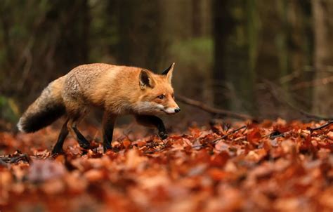 Wallpaper Fox, autumn forest, fallen leaves images for desktop, section ...