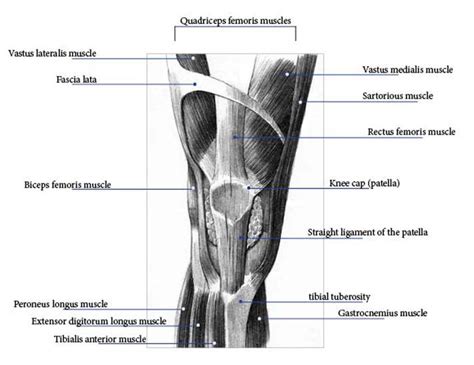 Muscles in the Knee