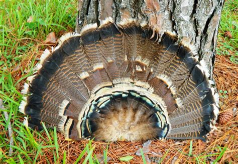 Turkey Feather Fan Wild Turkey Feathers Turkey Feathers