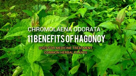 11 Benefits Of Hagonoy Plant @mel-tv - YouTube