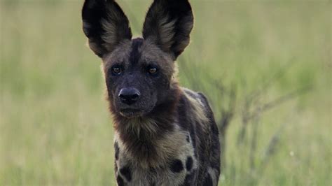 What’s in a name? Why we call them painted wolves | BBC Earth