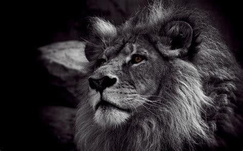 صور الاسد مميزة , خلفيات الاسود للفوتوشوب , 2025 Epic Lion Wallpapers | صقور الإبدآع