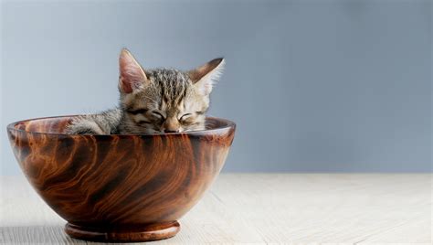 How Much Does A Teacup Cat Cost? (Average Price) - Pet Spruce