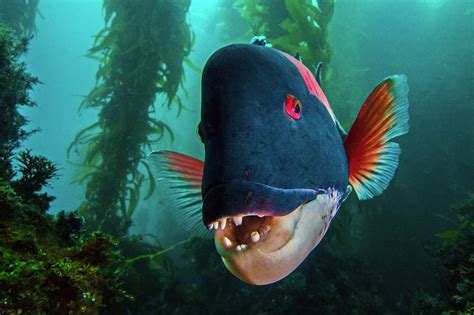 sheepheadAug22-14 | Fish, Ocean underwater, Underwater world