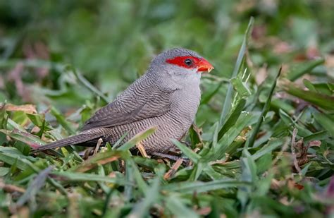 Common Waxbill - Owen Deutsch Photography