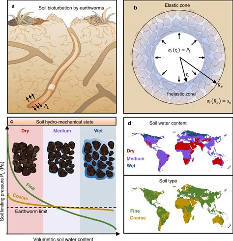 Earthworm bioturbation activity in structured soil a Subterranean... | Download Scientific Diagram