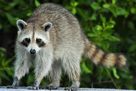 Animales nocturnos: características y ejemplos